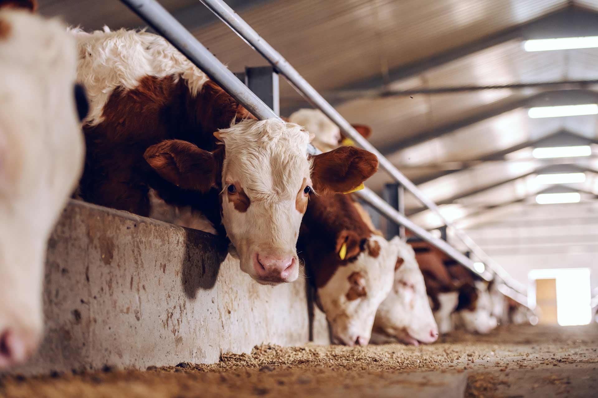 USDA Cattle on Feed