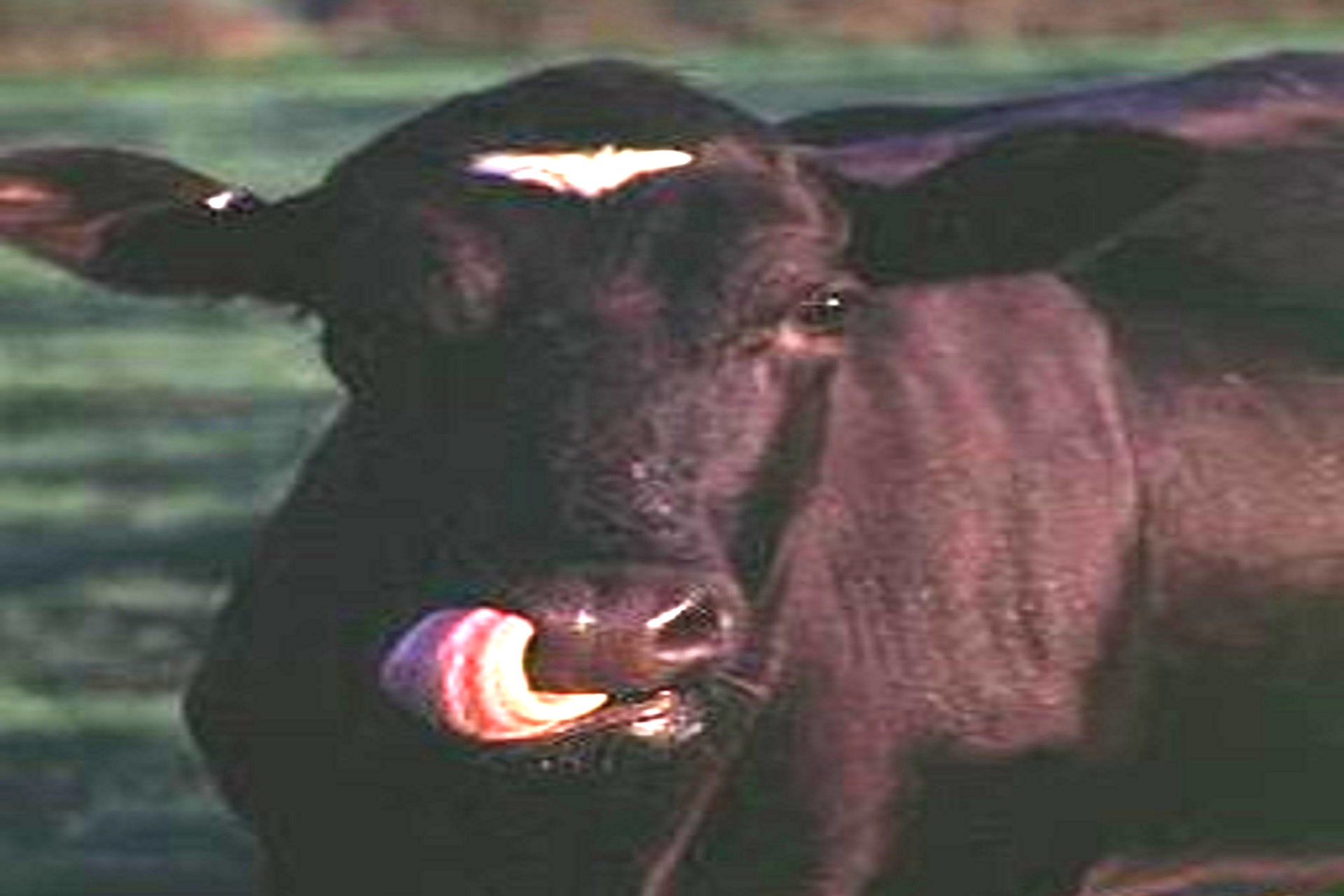 Dairy Contribution to Beef Projected Slightly Higher in 2025