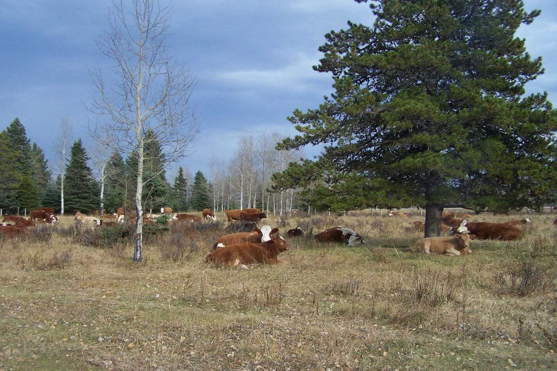 Canadian Cull Cow Update