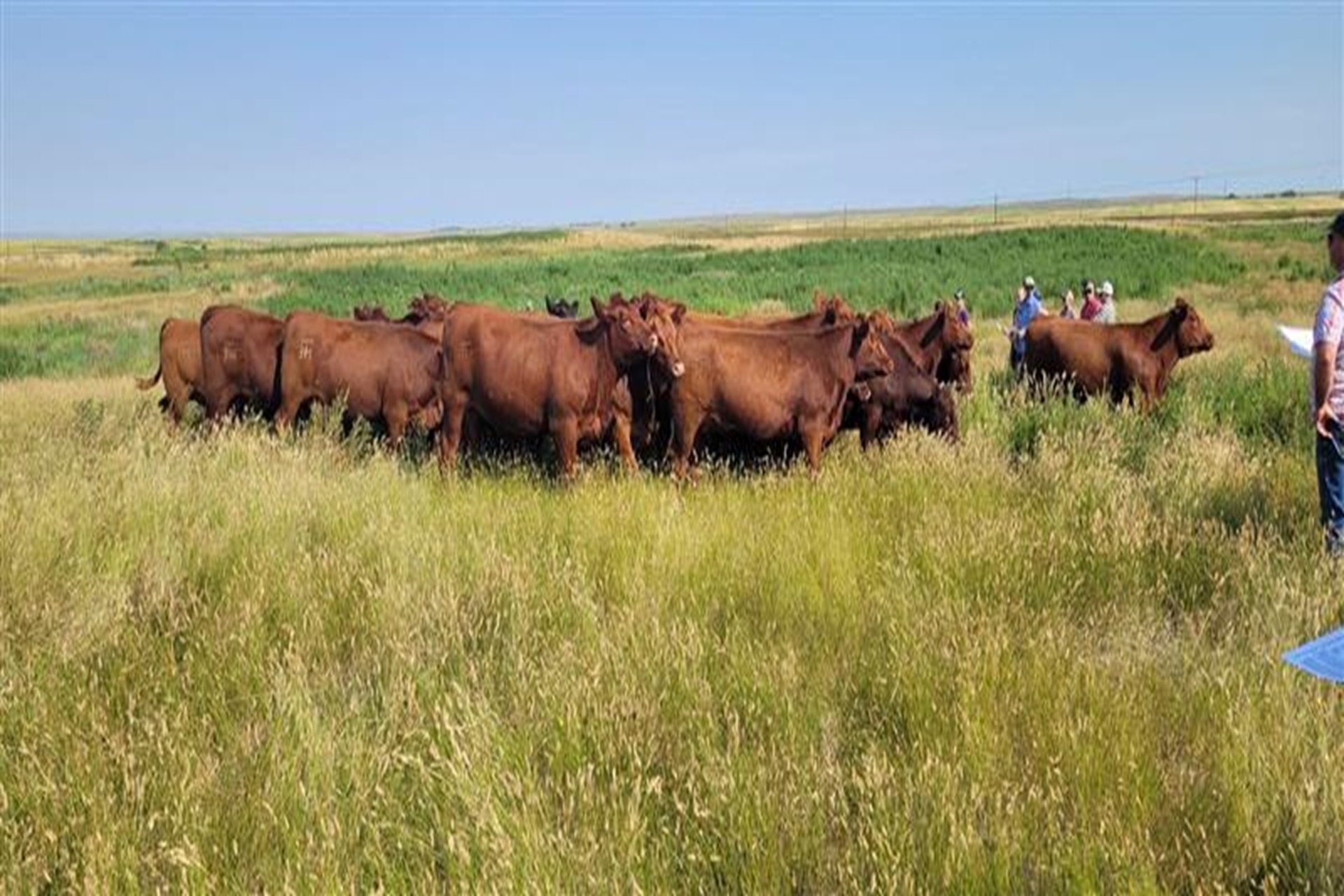 The Herd is Turning the Corner