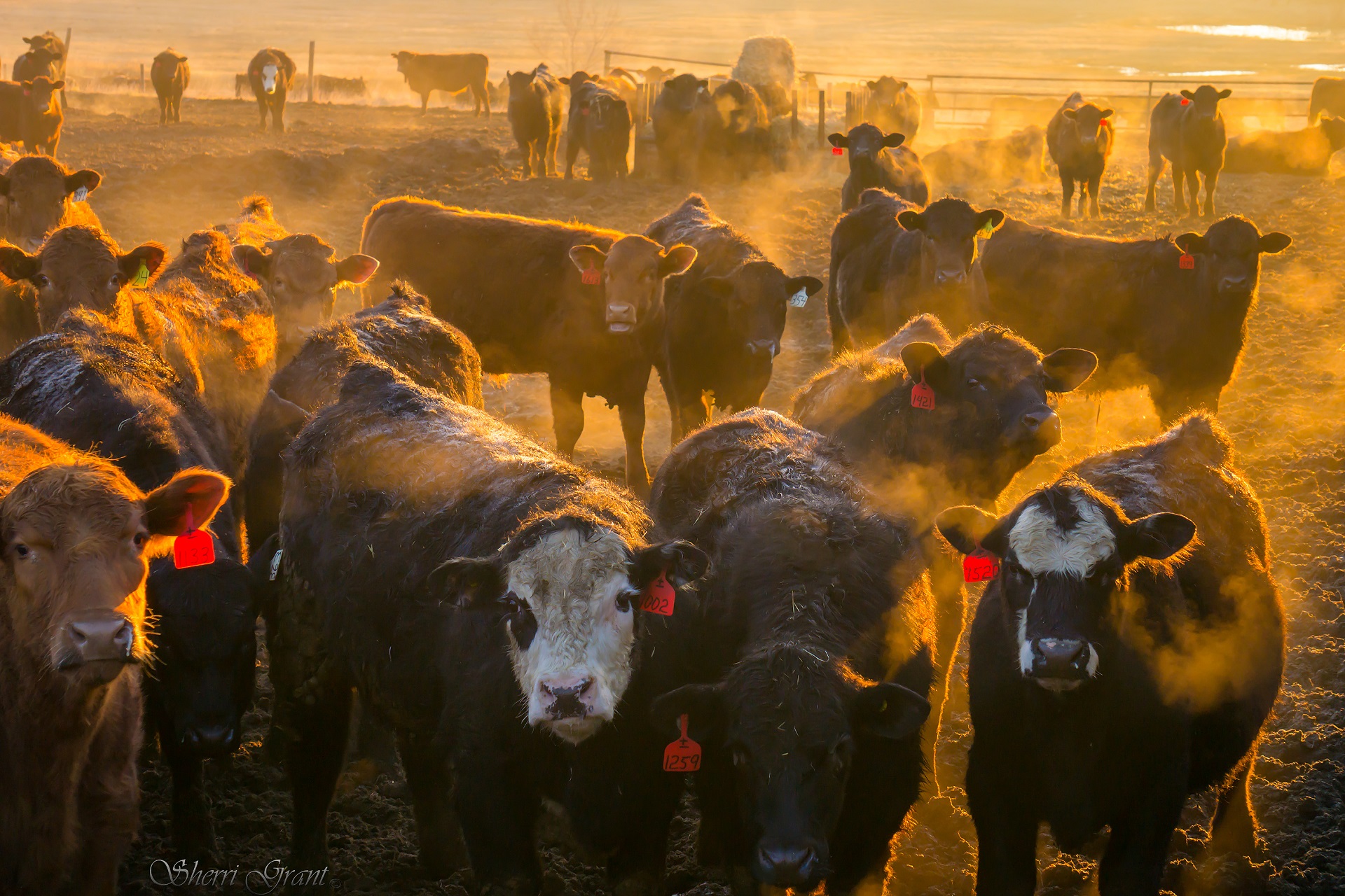 Yearling Feeder Market