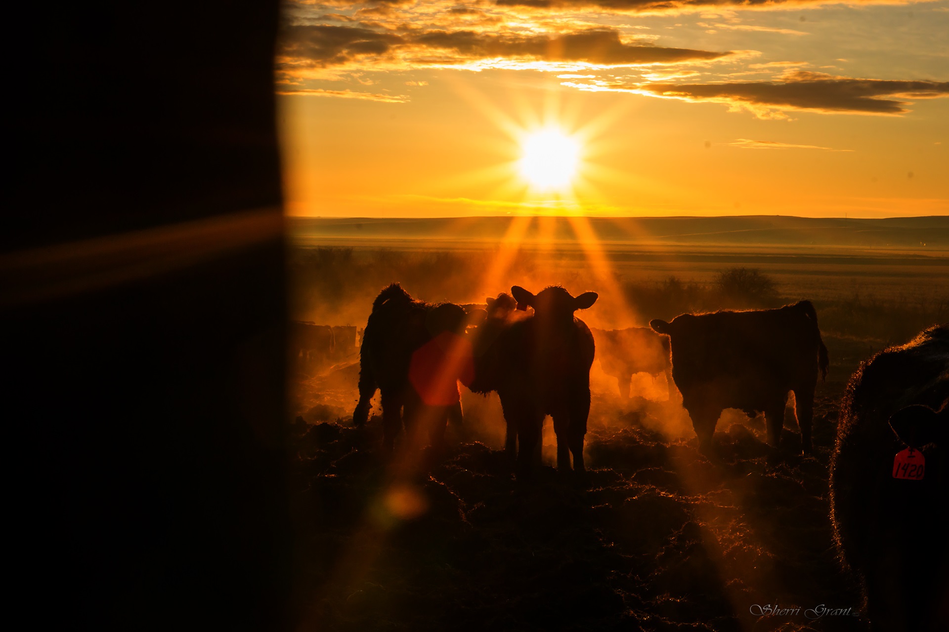 Live Cattle Exports