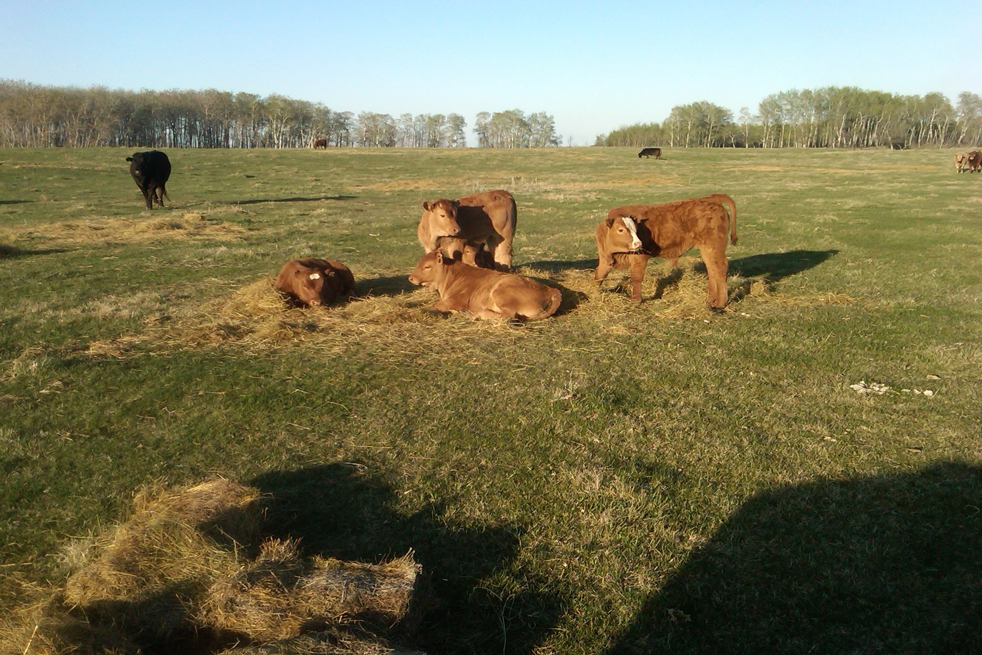 2024 Canadian Beef Production Projected to Surpass Last Year