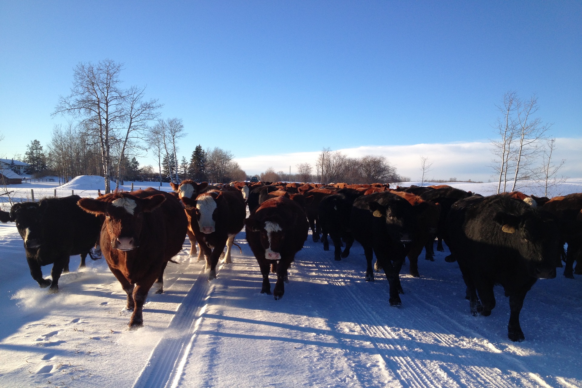 Appetite Among Cow-calf Producers?