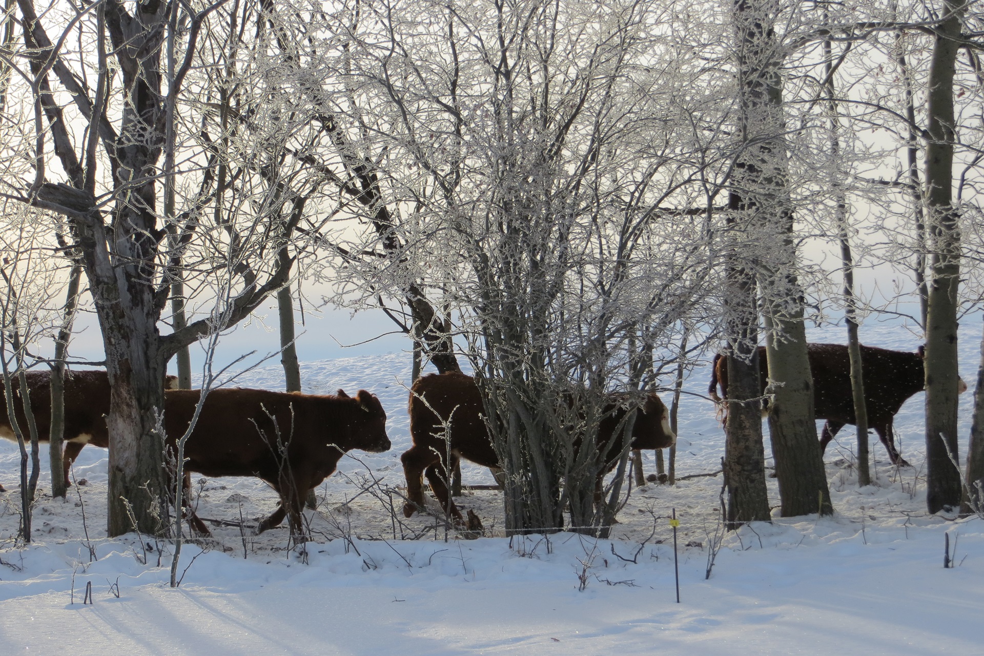 December Weather Update