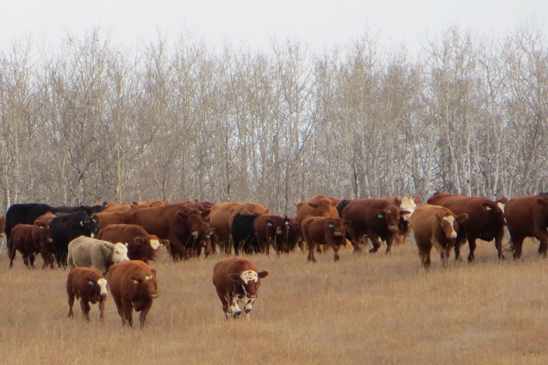Retained Ownership