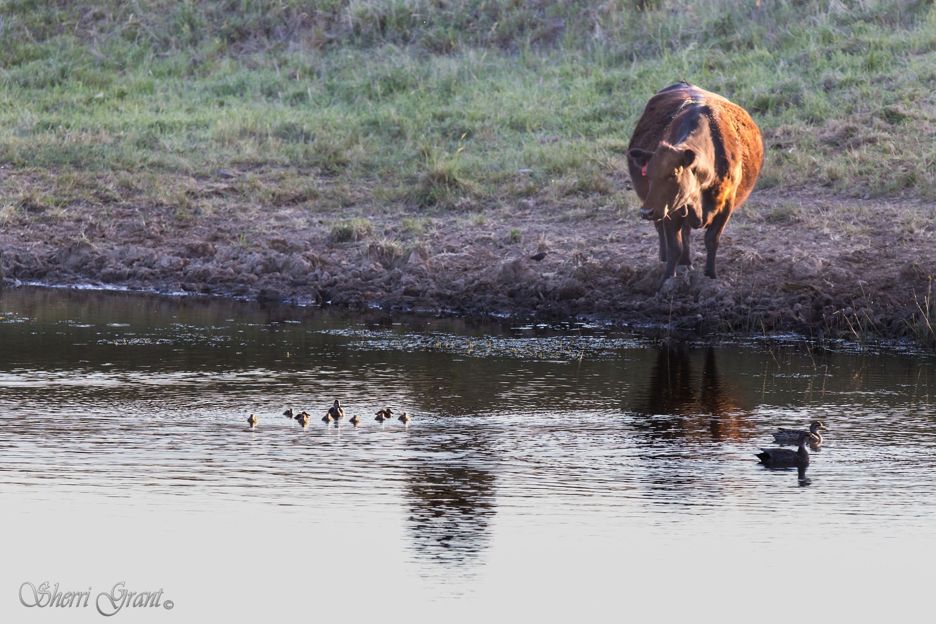 North American Poultry Update