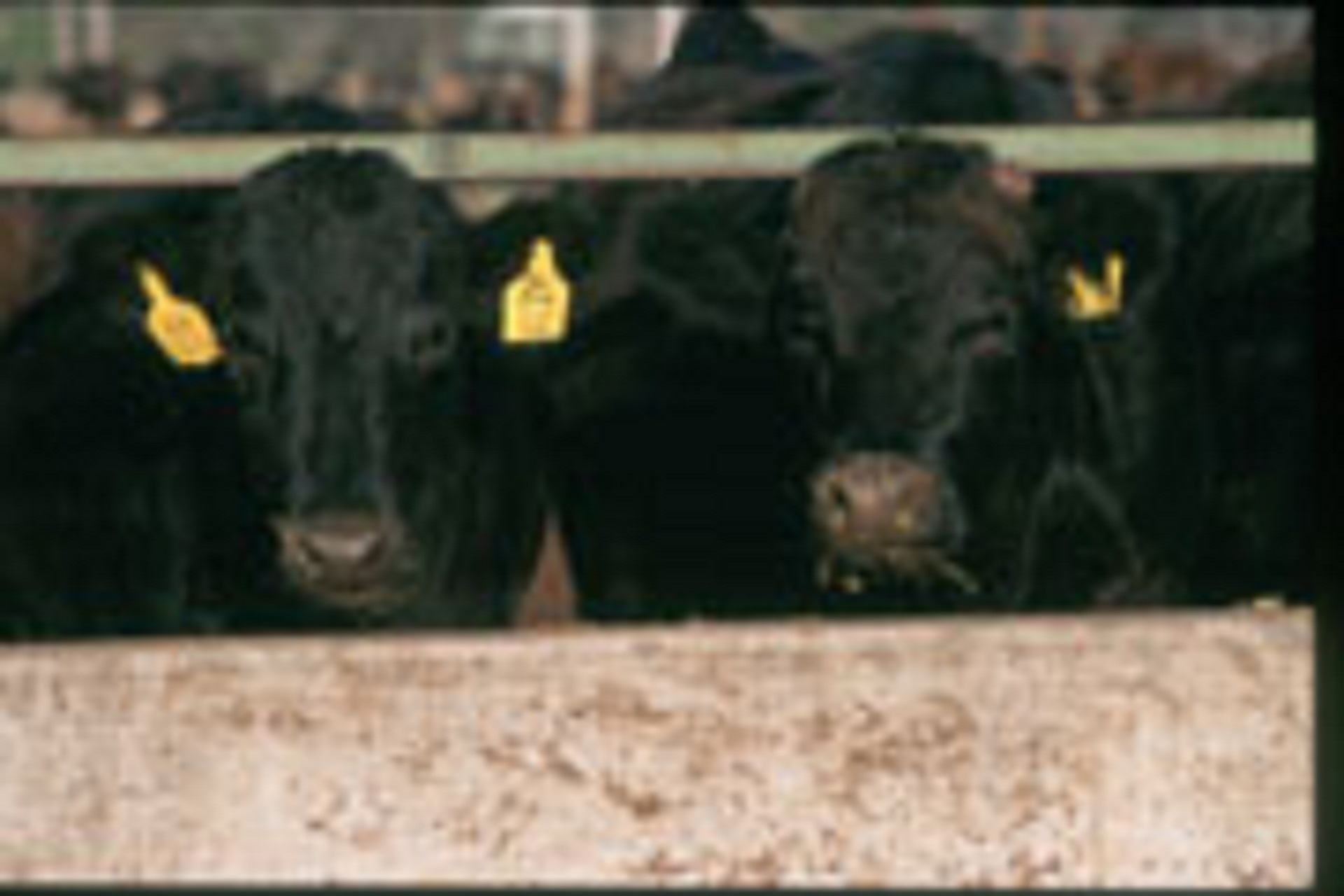 Feedlot Optimism or Calculated Risk?