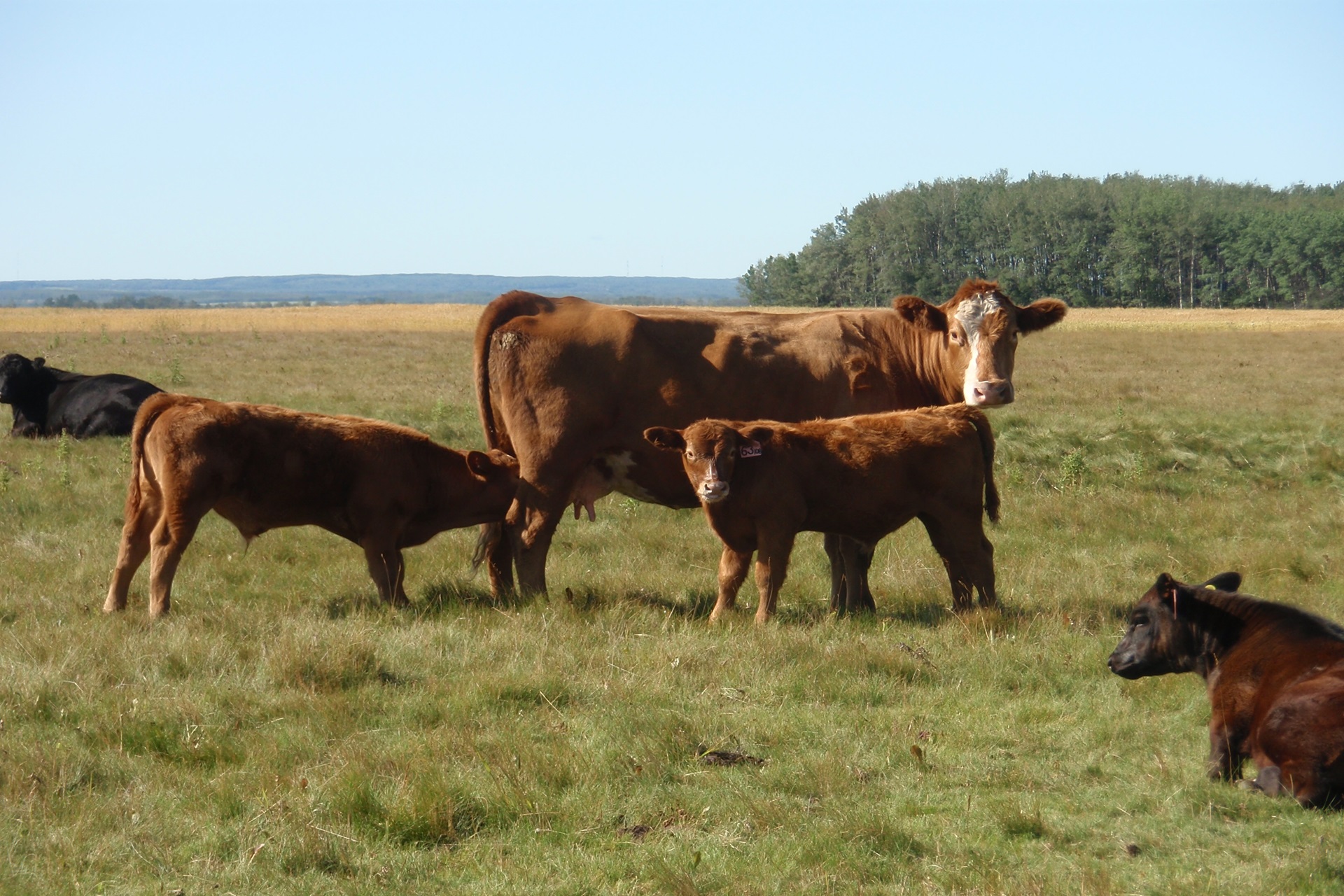 July 1 US Cattle Inventory Shows Further Declines