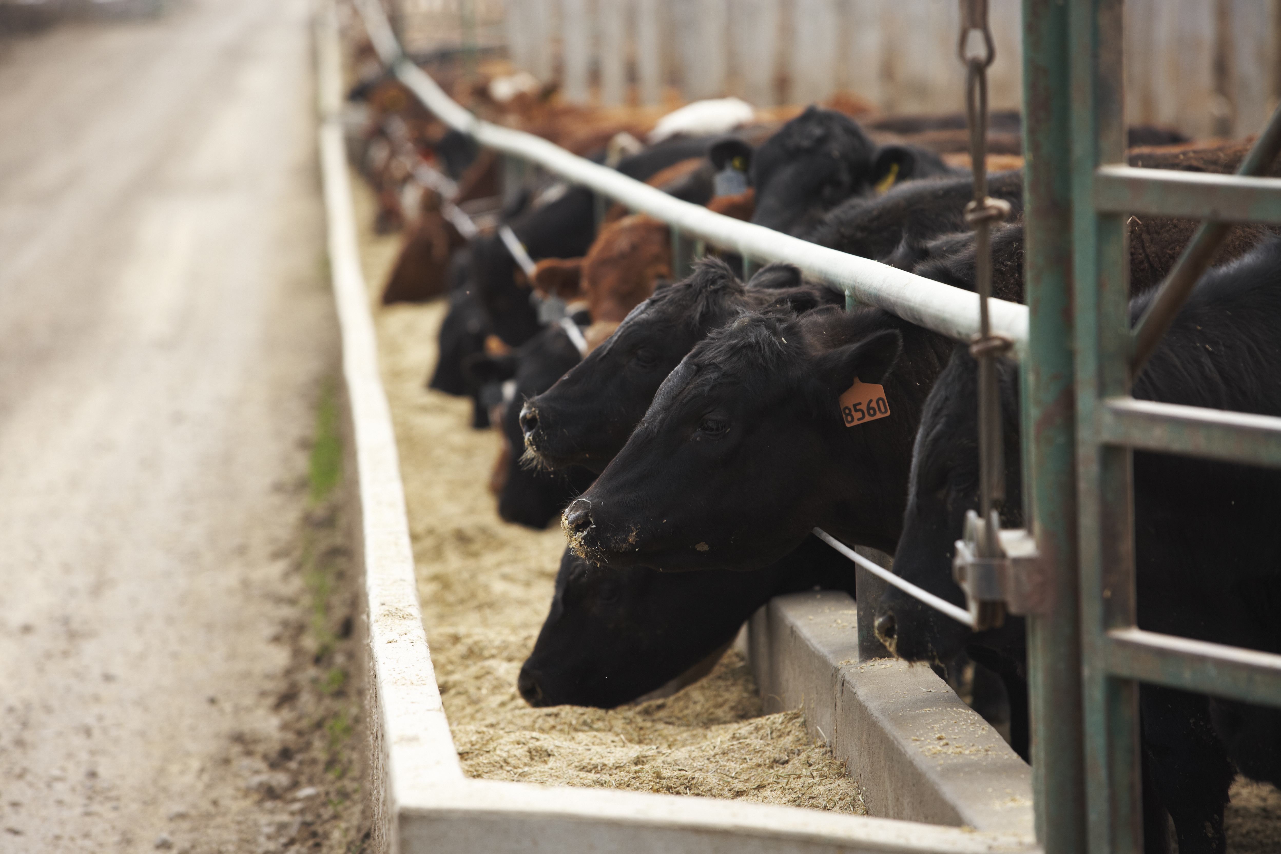 Alberta and Saskatchewan Cattle on Feed