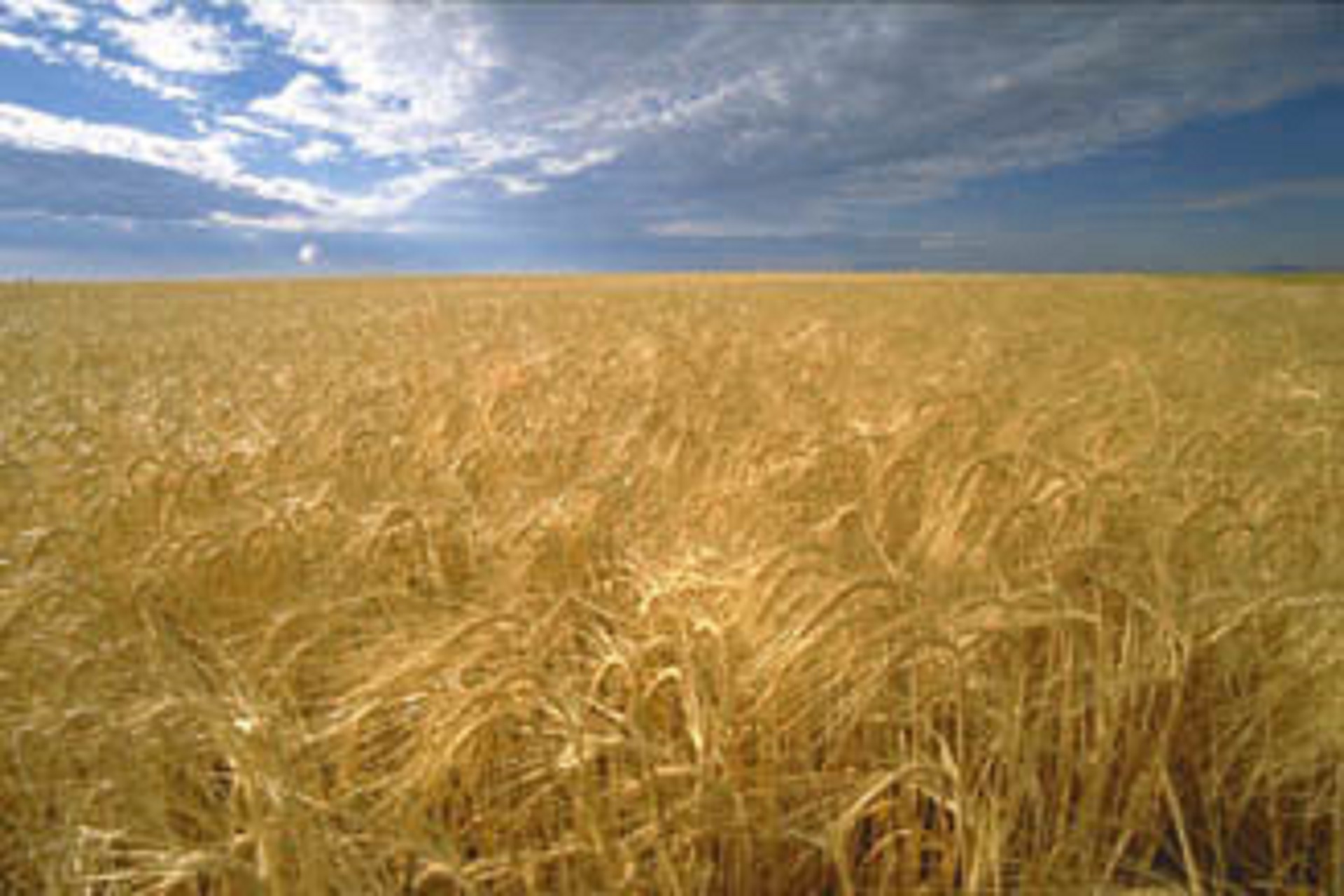 Barley Crop Outlook Improves
