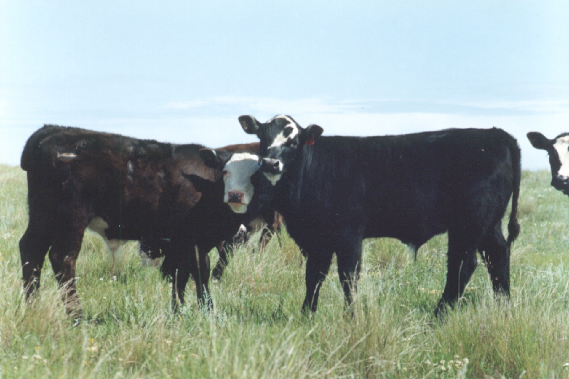 Yearling Prices Moved Counter-Seasonally Lower! Margins Squeezed