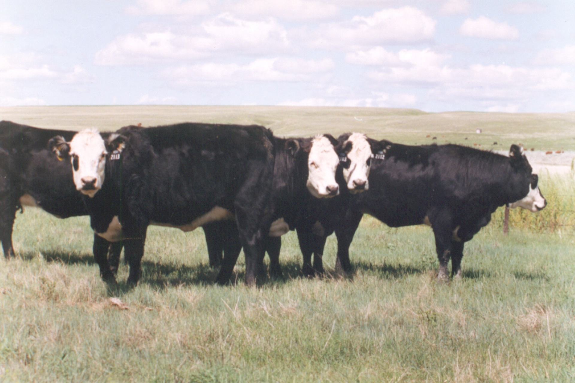 Keep or Sell that Heifer Calf?