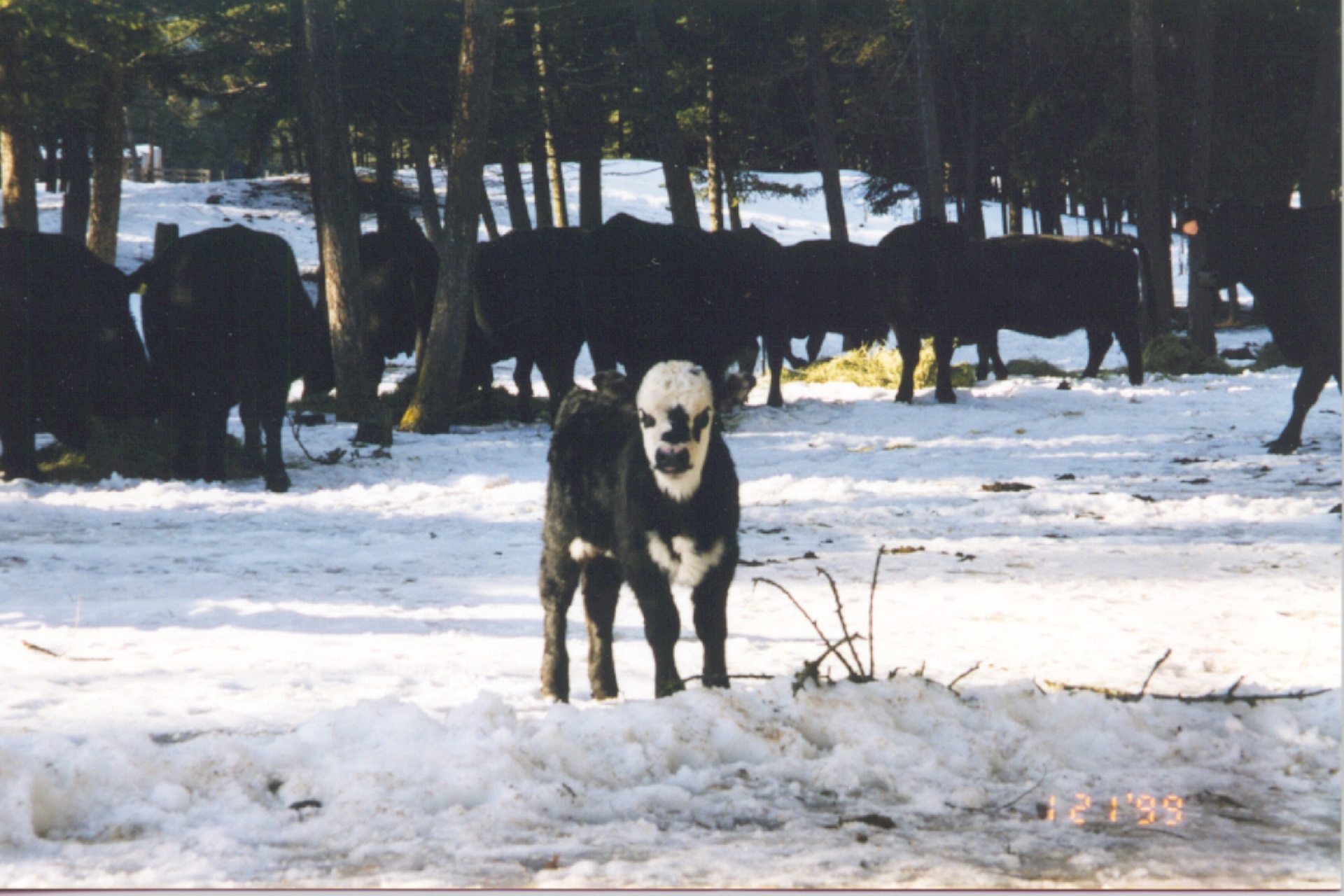 Discipline in the Breeding Female Market?
