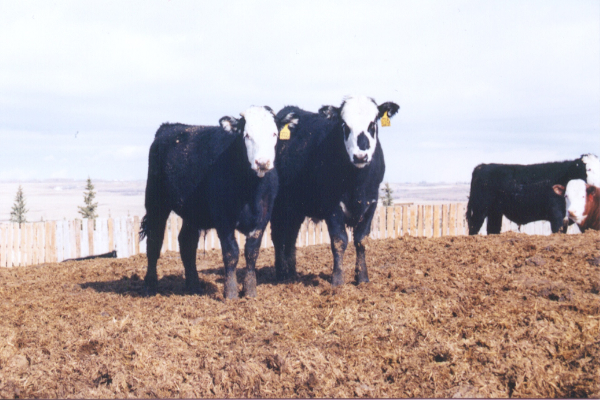 Retained Ownership to Pay Off in Volatile Market