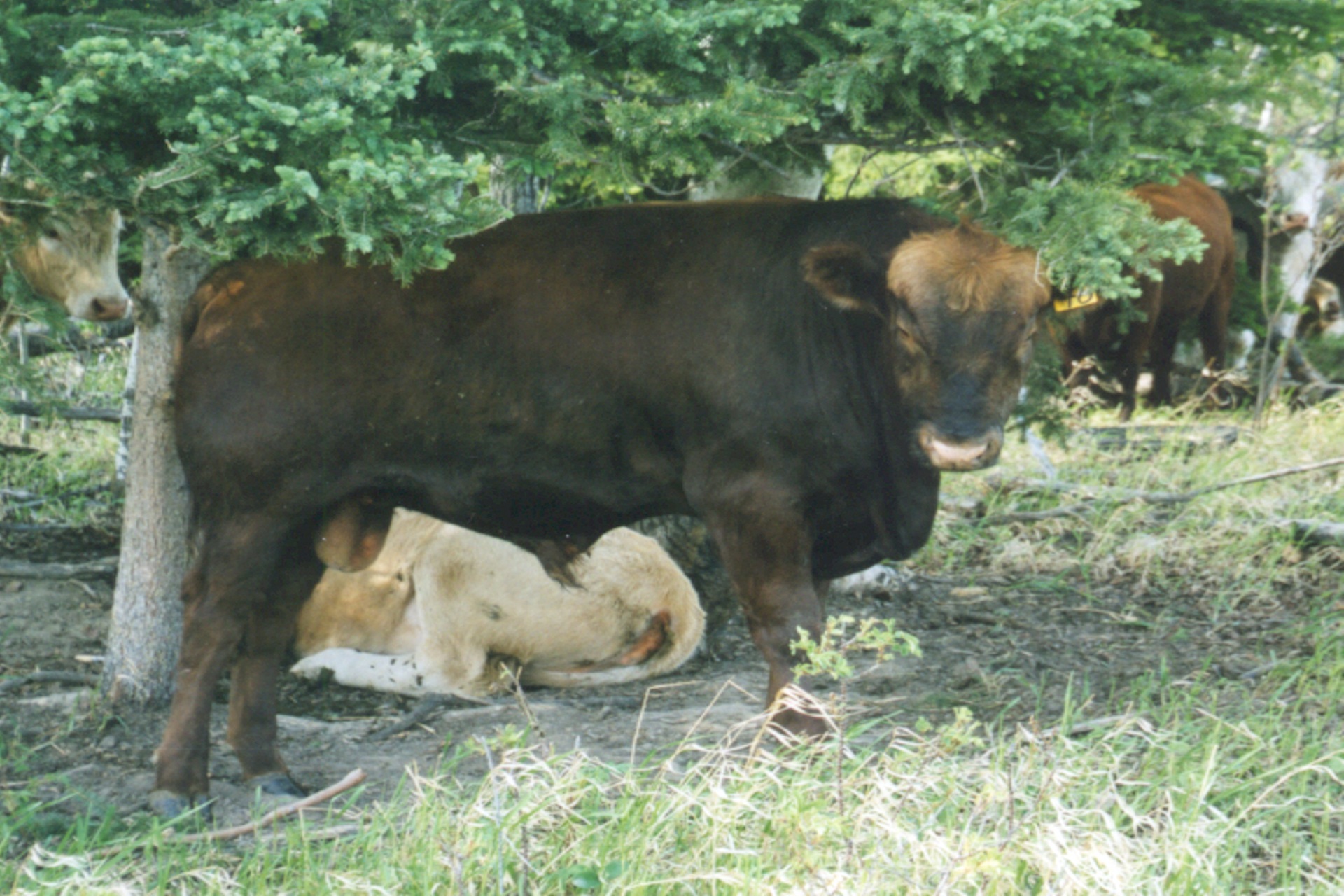 Slaughter Bull Prices Finding Strength