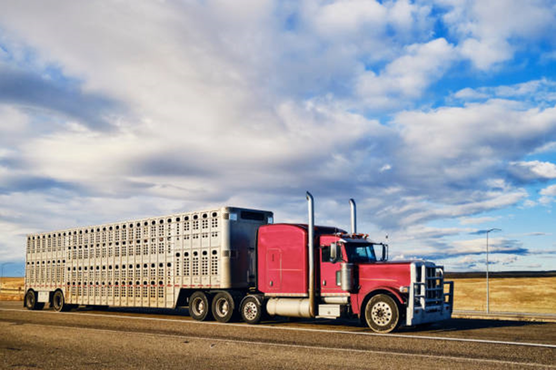 Feeder, Fed Exports Projected to Decline in 2026