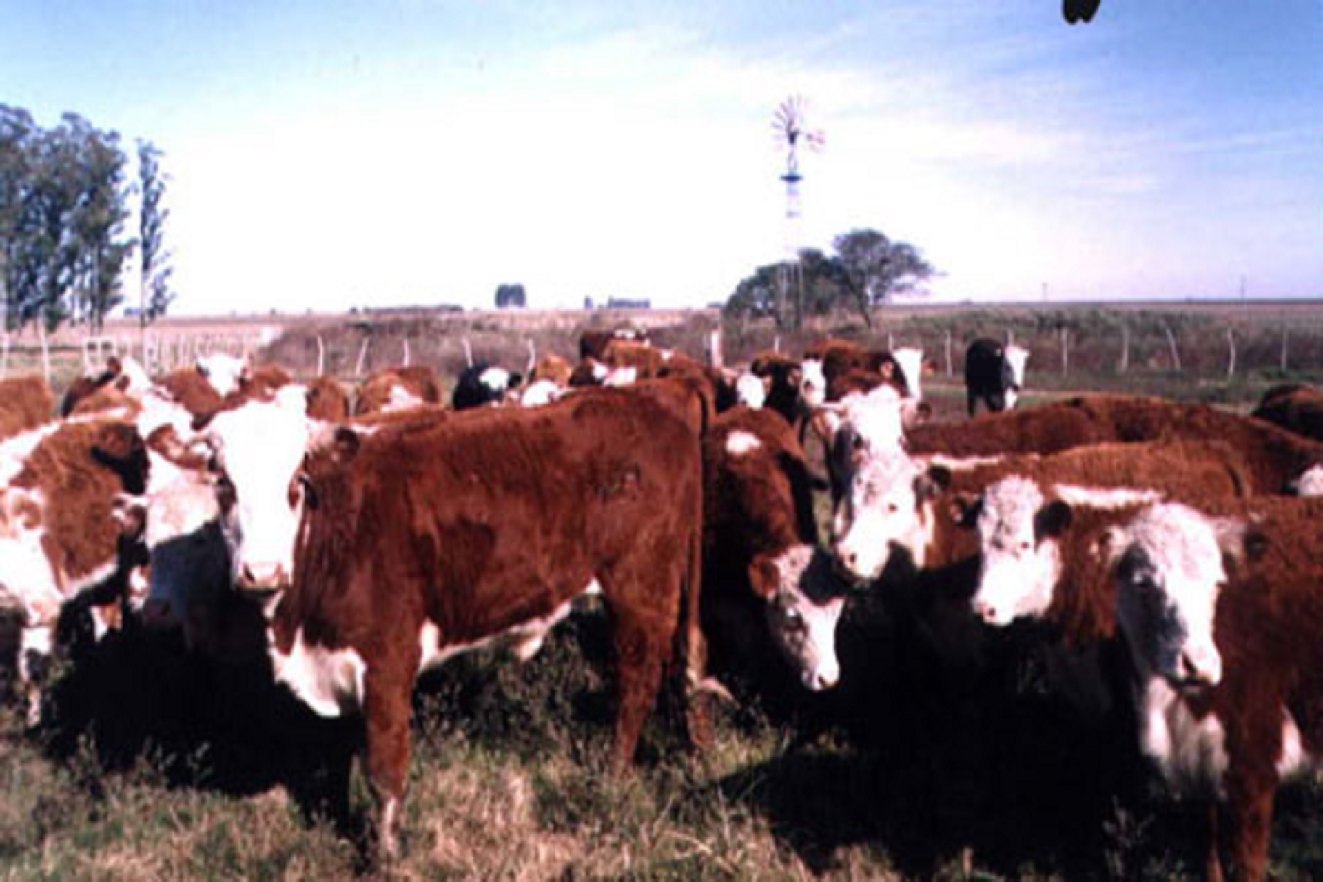 Fed Cattle Marketings
