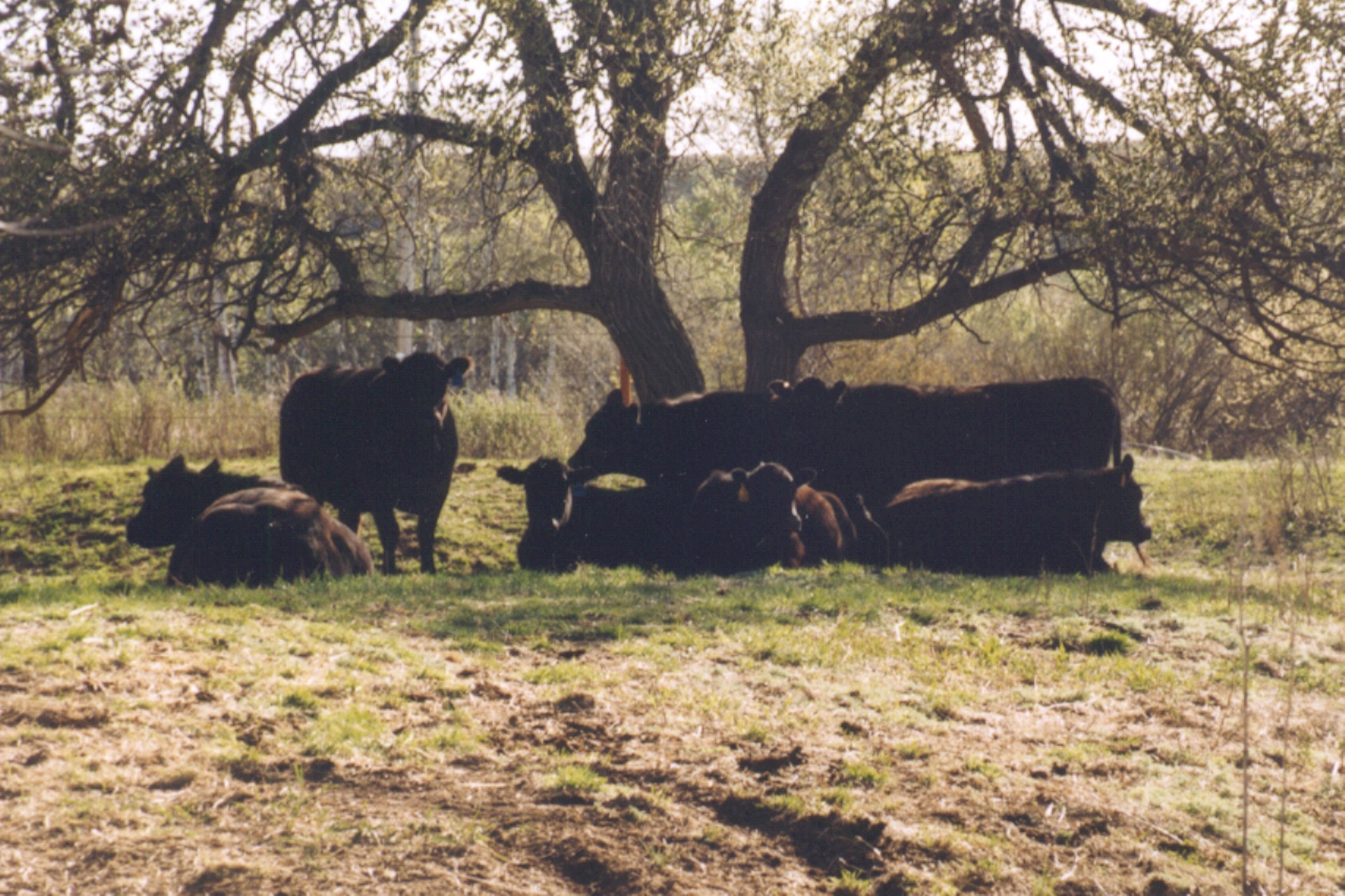 July 1 Canadian Cattle Inventories Inch Higher