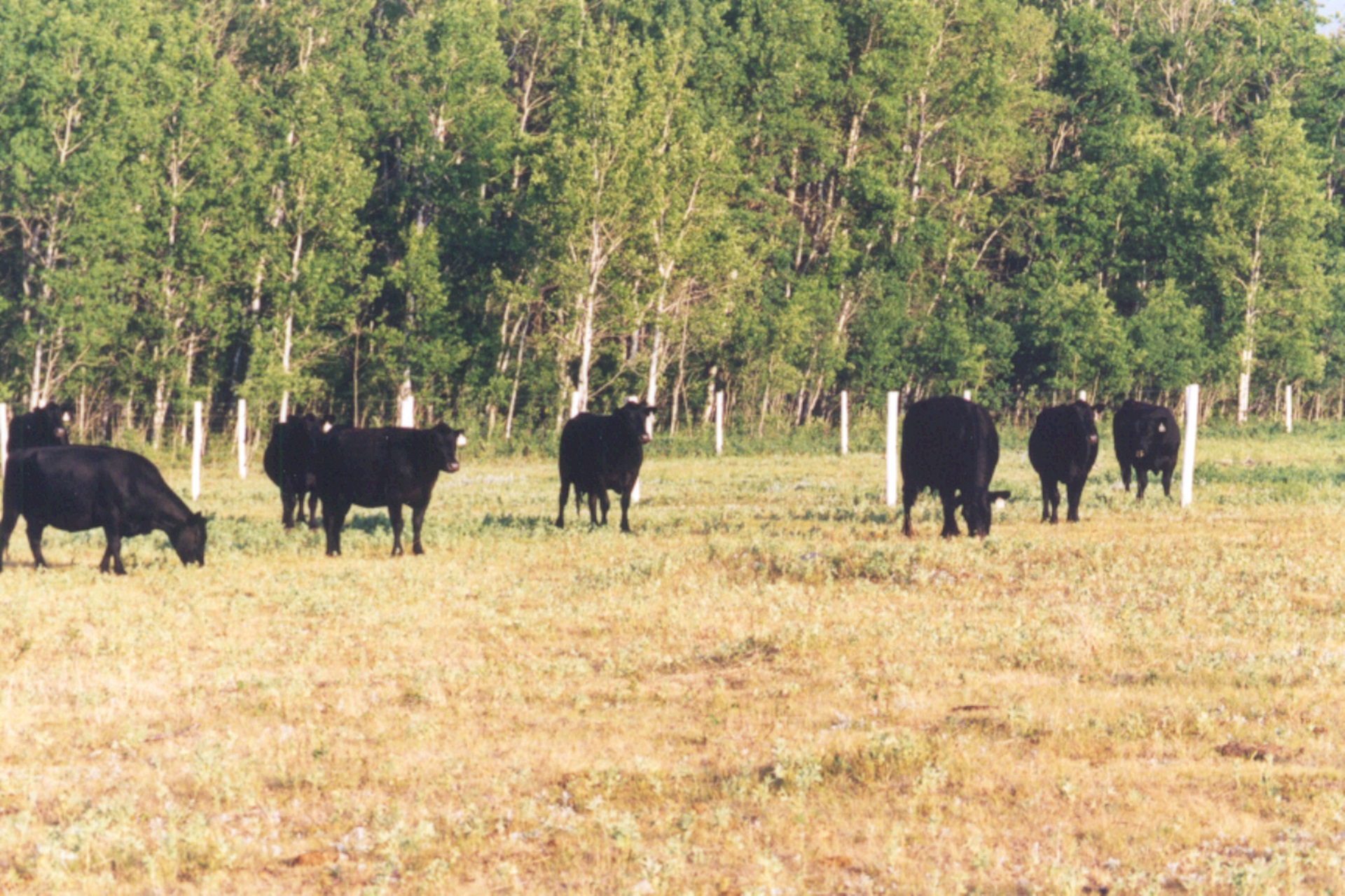 Reduced Cow Marketings Supporting Prices