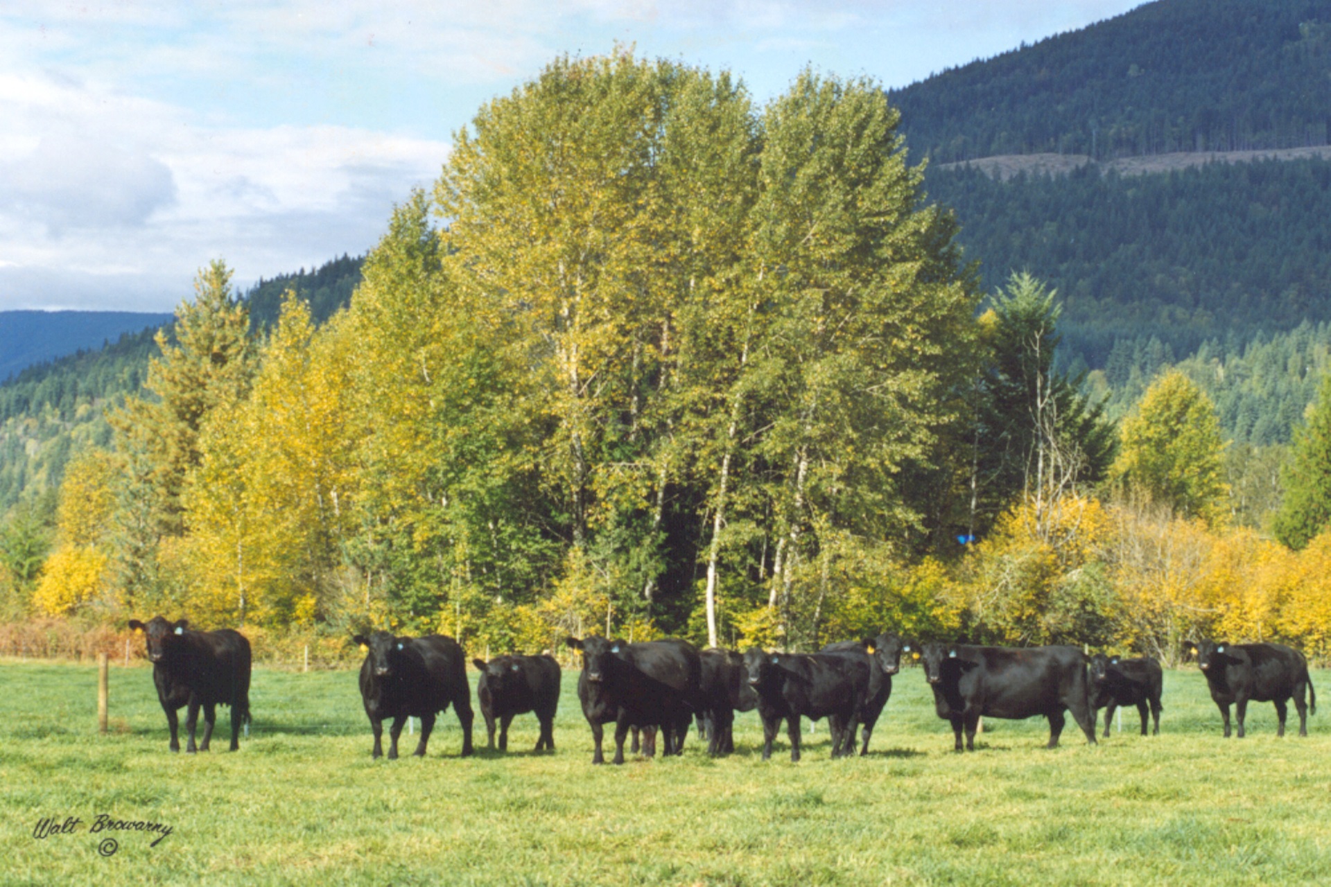 Live Cattle Trade