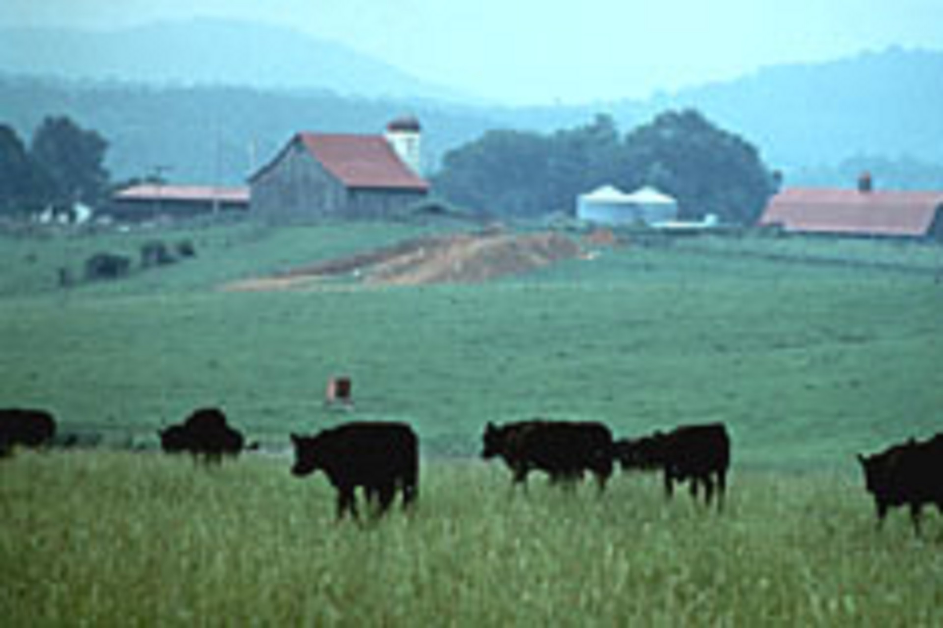 Domestic Beef Demand was red hot in the first half of the year!
