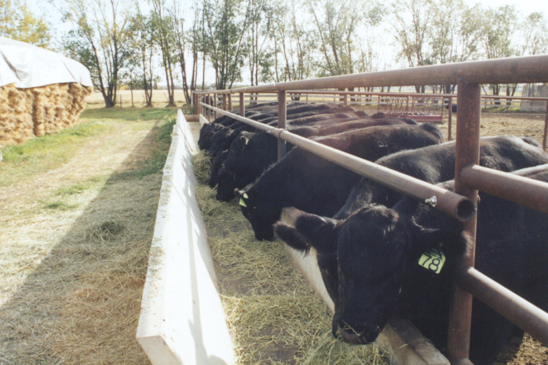 AB/SK Feedlot Capacity Increases