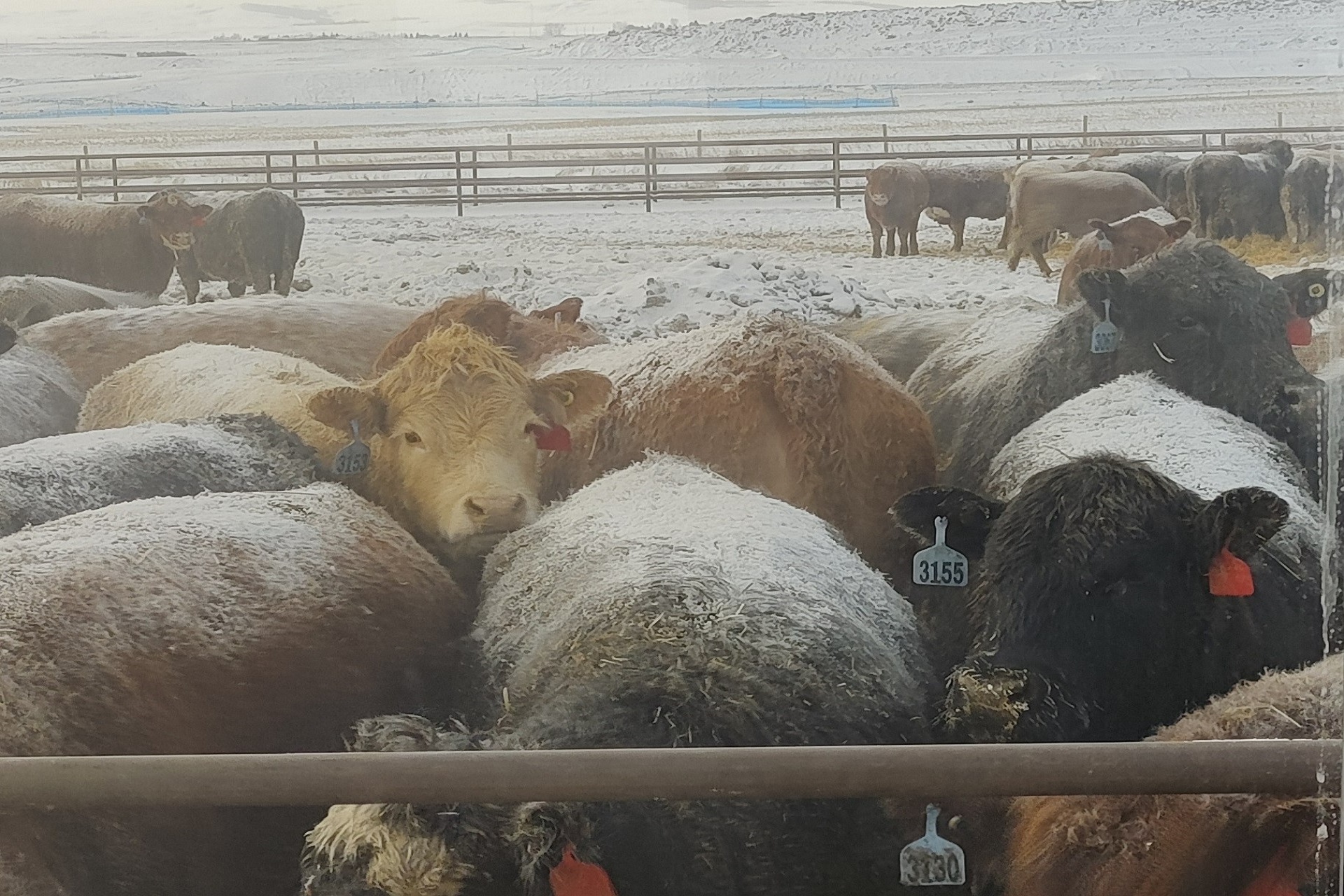 Wrapping up 2025 Slaughter