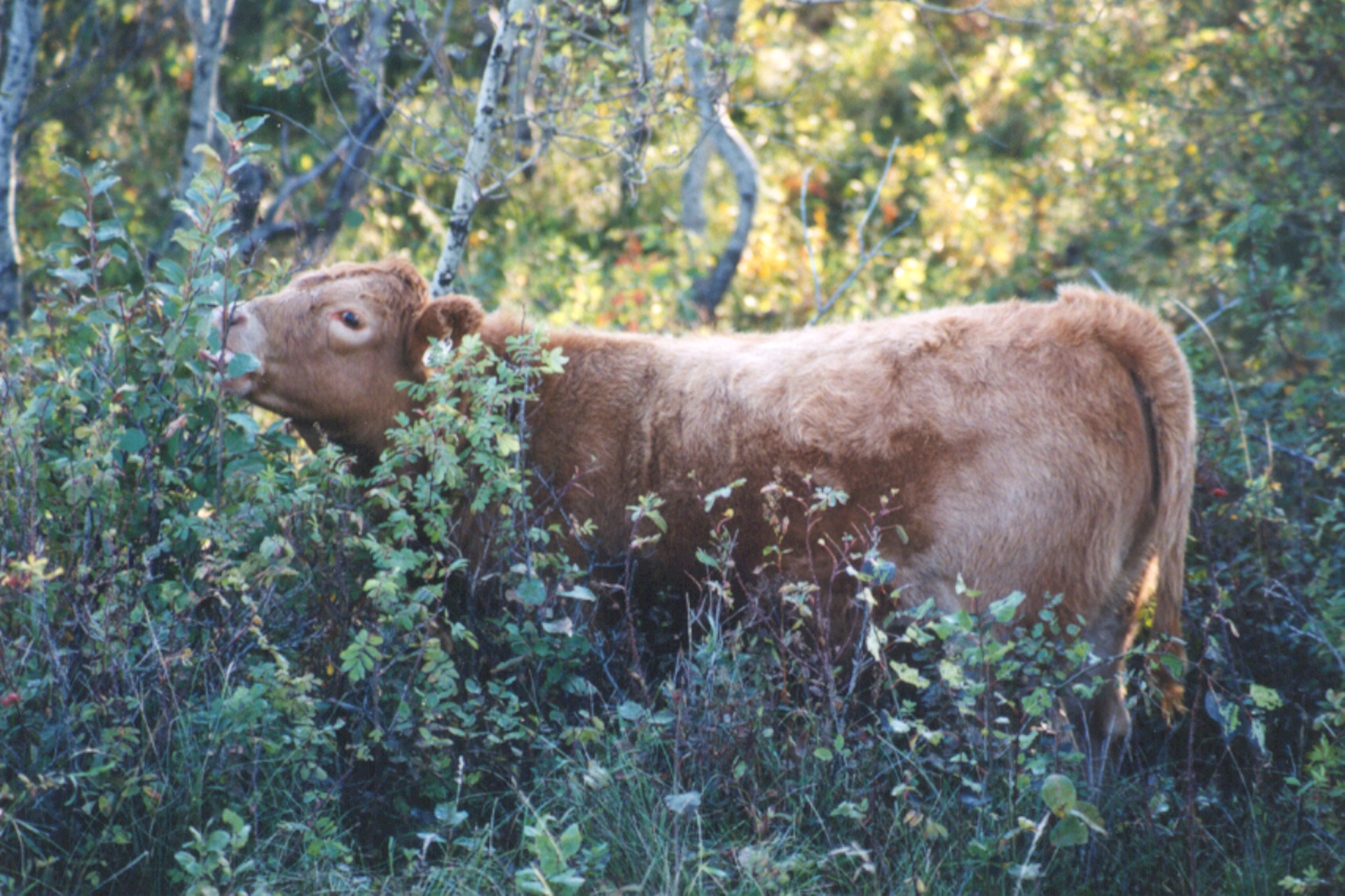 Canadian Beef Exports Lower, China Enters