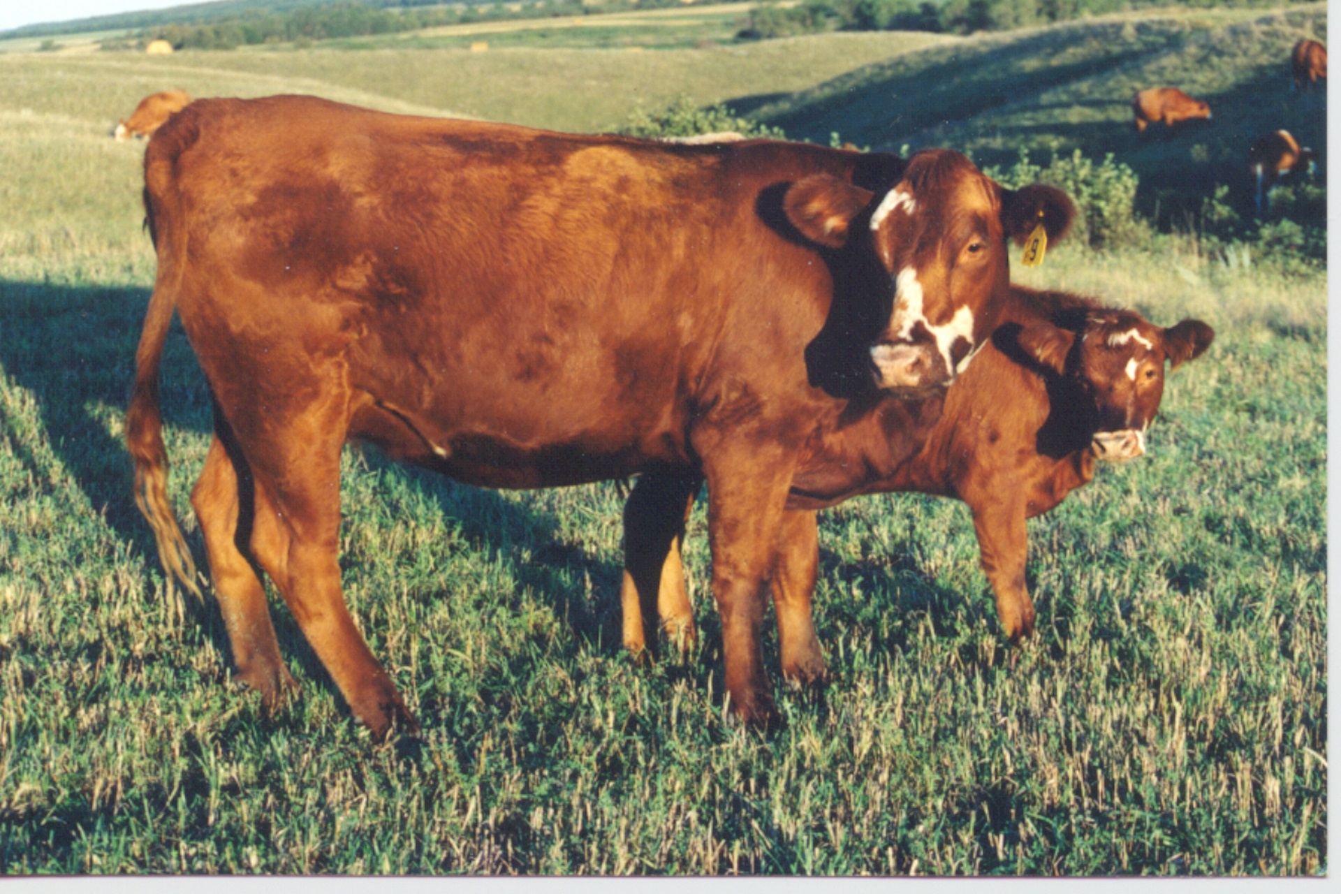 Canadian Cull Cow Update